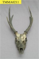 藏品(臺灣水鹿)的圖片